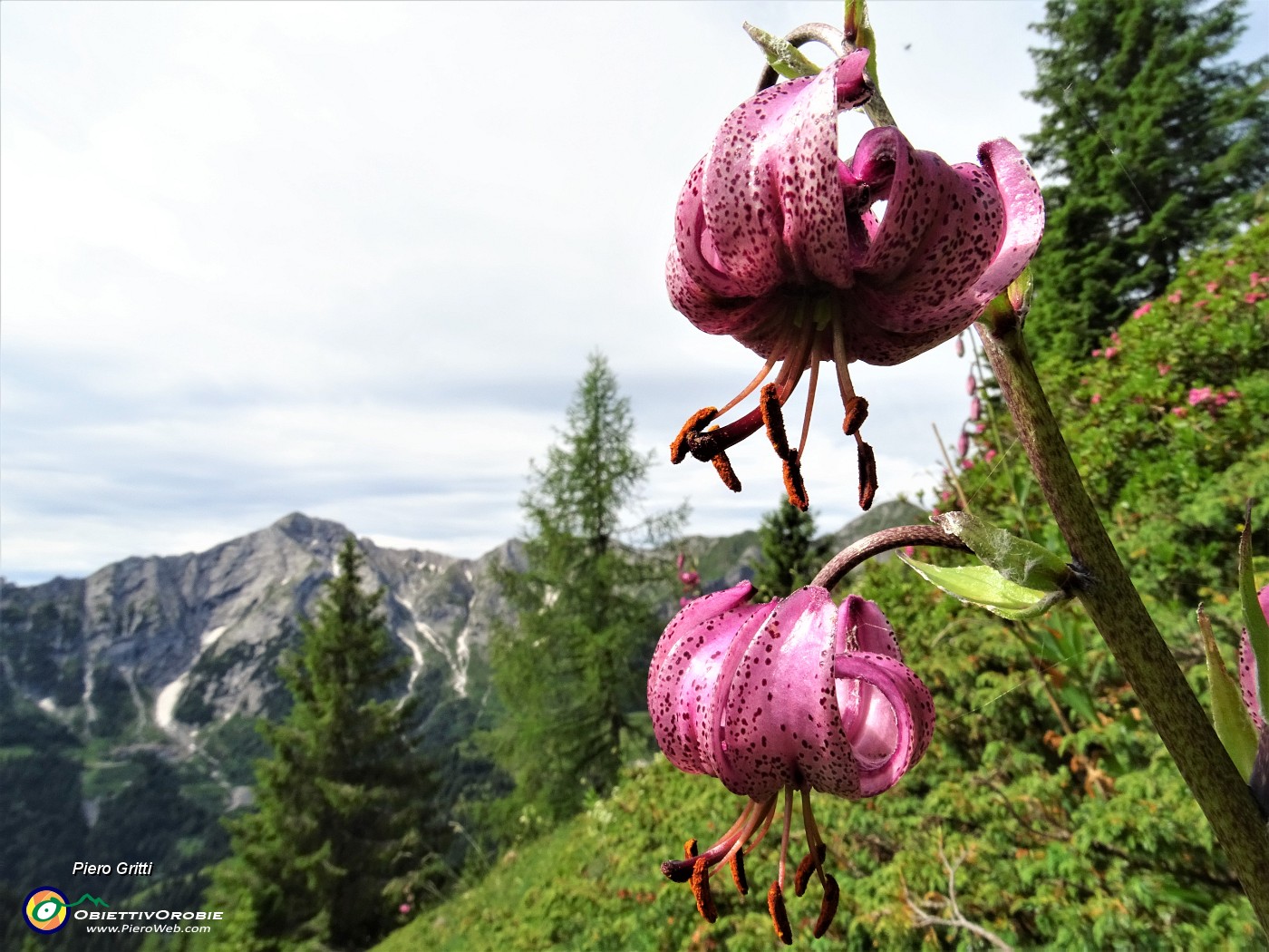 26  Giglio martagone (Lilium martagon) con vista in Pegherolo.JPG